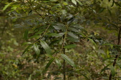 Diospyros australis