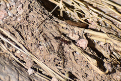 Novomessor albisetosus