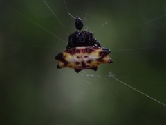 Gasteracantha quadrispinosa
