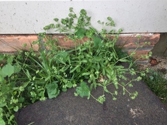 Valerianella