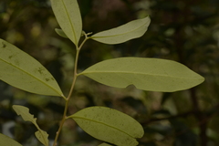 Diospyros australis