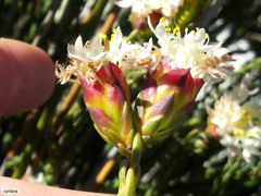 Lachnaea naviculifolia