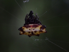 Gasteracantha quadrispinosa