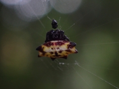 Gasteracantha quadrispinosa