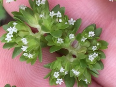 Valerianella