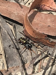 Habronestes hunti