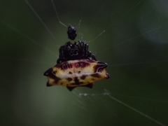 Gasteracantha quadrispinosa
