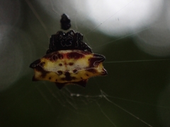 Gasteracantha quadrispinosa