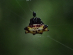 Gasteracantha quadrispinosa