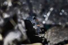 Megaphobema mesomelas