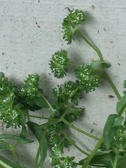 Valerianella