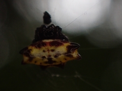 Gasteracantha quadrispinosa