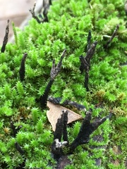 Xylaria