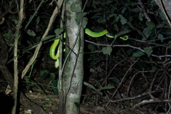 Bothriechis lateralis