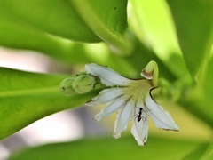 Scaevola plumieri