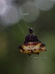 Gasteracantha quadrispinosa