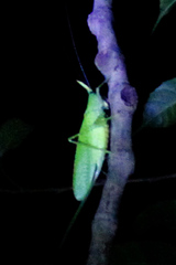 Copiphora rhinoceros
