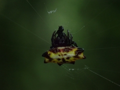 Gasteracantha quadrispinosa