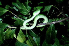 Bothriechis lateralis