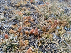 Phlegmariurus andinus