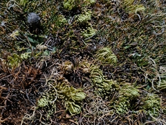 Phlegmariurus andinus