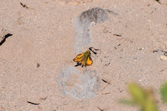 Hylephila phyleus phyleus