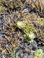 Phlegmariurus andinus