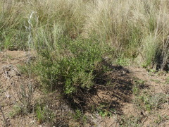 Acanthostyles buniifolius