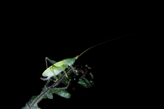 Copiphora rhinoceros