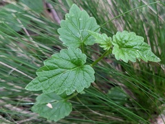 Lobelia trigonocaulis