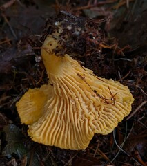 Cantharellus enelensis