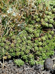 Baccharis alpina