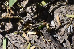 Phaedrotettix