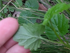 Lobelia trigonocaulis