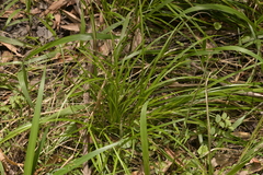 Carex maculata
