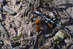 Dasymutilla stevensi