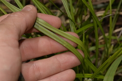 Carex maculata