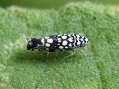 Trypanalebra maculata