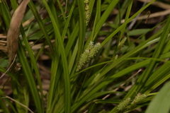 Carex maculata