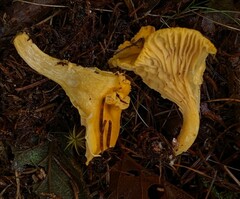 Cantharellus enelensis