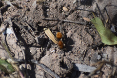 Dasymutilla stevensi