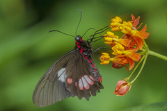 Parides anchises nephalion