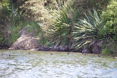 Aythya novaeseelandiae