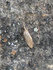 Hemerobius