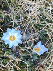 Gentiana sedifolia