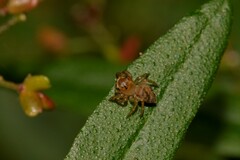 Prostheclina pallida