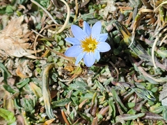 Gentiana sedifolia