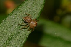 Prostheclina pallida