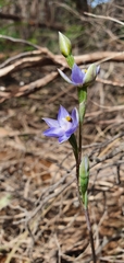 Thelymitra arenaria