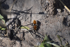 Dasymutilla stevensi